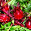 Hoa Atiso đặc sản núi đá Hà Giang