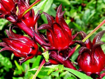 Hoa Atiso đặc sản núi đá Hà Giang