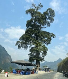 Cây cô đơn Hà Giang